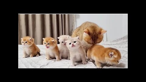 Baby cats- cute and funny cat videos compilation #5