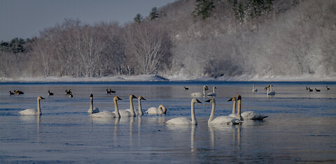 April Fools Day A Snowstorm Hit And The St. Croix River Valley Was Covered In Snow And Swans