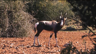 Rainbow Antelope Bow Hunt