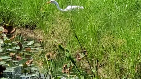 Great egret, also know as a Great white heron.