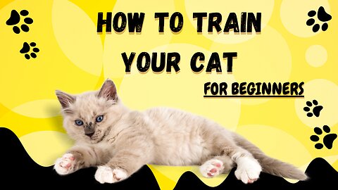 How To Train your Cat For Beginners