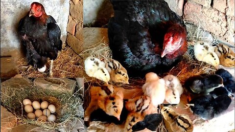 Little Mianwali's black chicks came out Laying 10 eggs 9 chicks came out