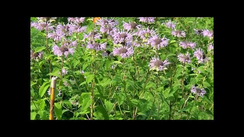 bee's love the wild bergamot! aka bee balm. Thanks anonymous for keeping me in check