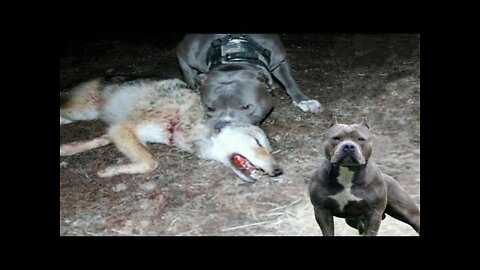 American Pitbull Terrier vs Wild Wolf | Who is More Stronger
