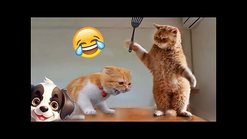 Funny animals video, cute kittencat , funny cats video