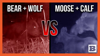 Bear, Wolf vs. Moose, Calf -- Animals Face Off in the Wild