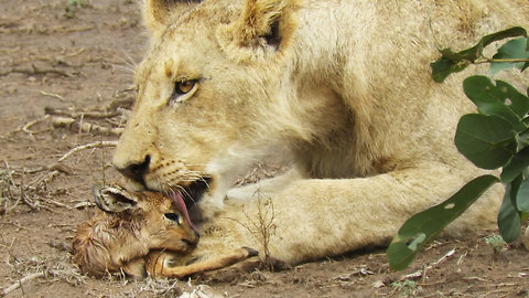 Lion Shows Unbelievable Compassion Towards Tiny Antelope Calf