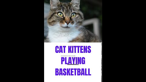 CAT KITTENS PLAYING BASKETBALL 🏀 BRITISH SHORTHAIR KITTENS PLAYING FUNNY! FUNNIEST CAT VIDEOS!