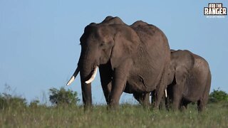 Elephant Herd In Morning Light | Maasai Mara Safari | Zebra Plains