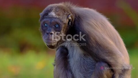 Amazonia's Spider Monkey Saga: A Rare Glimpse