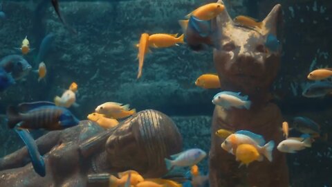 Group of cichlids swim underwater in aquarium. Predatory fishes live in aquarium