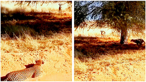 Leopard🐆 stalks an Impala** Let's see what happened ???