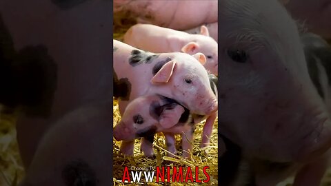 🤗 #AwwNIMALS - Cozy Barn Tales: Piglets and Mother in Cozy Barn 💕