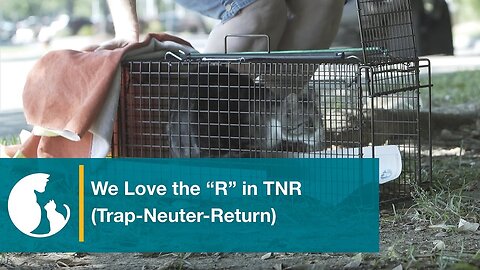 We Love the "R" in TNR (Trap-Neuter-Return)