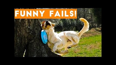 TRY NOT to LAUGH Animals FUNNY PET FAILS Comp