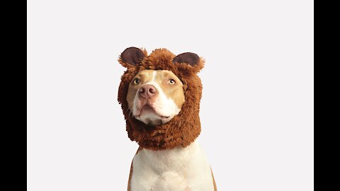 TOP 10 Dog Bergain videos compilation 2021 ♥ Dog barking sound - Funny dogs