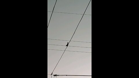 Bird on a Powerline