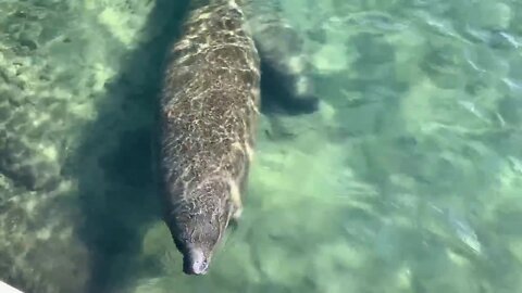 FPL's Manatee Lagoon kicks off manatee season with tons of fun activities