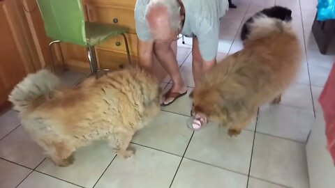 #shorts Dream Infinity Brand 88 - Exstreme Chow Chow Dog Living in South Africa #chow #icecream