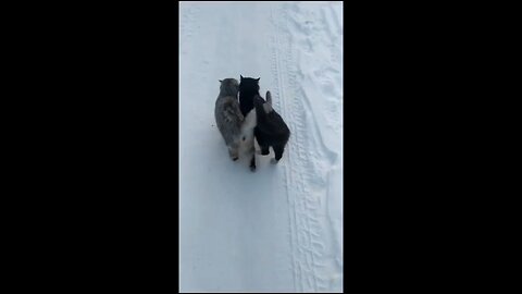 Funny cats happy go😂. #funny #trendings #funnycats #Viral #2Cats #￼Winter #FunnyViralVideo
