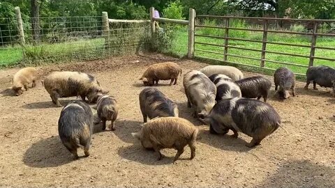 So you want a Kunekune? What we look for in a new pig!