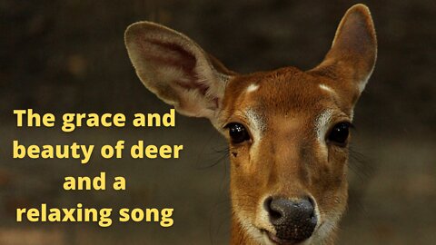 The grace and beauty of deer and a relaxing song