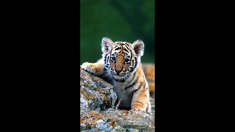 WOW! Beautiful cute newborn tiger cubs #fyp #fpy
