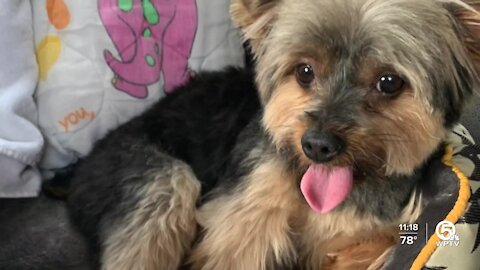 Woman's dog returned after missing for nearly two months