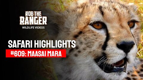 Safari Highlights #609: 08 & 09 August 2021 | Maasai Mara/Zebra Plains | Latest Wildlife Sightings