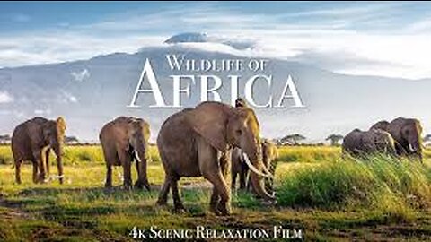 Amazing Wildlife of Africa
