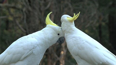 Bird love