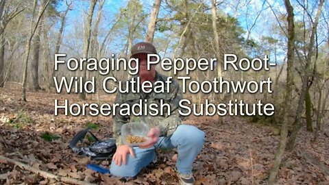 Foraging Wild Cutleaf Toothwort - Horseradish Substitute