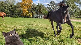 Horses act like Wile E. Coyote & Road Runner 😲