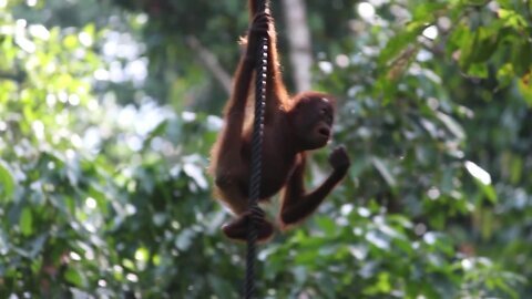 Working with Orangutans in Borneo - A Day In The Life