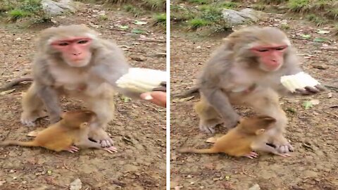 Try Not To Laugh At This Ultimate Funny Monkey Video Compilation