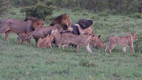 Jungle's law - A Lei da Selva - Sabi Sabi national park South Africa Republic January 4th 2017