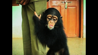 Man Adopts Baby Chimpanzee
