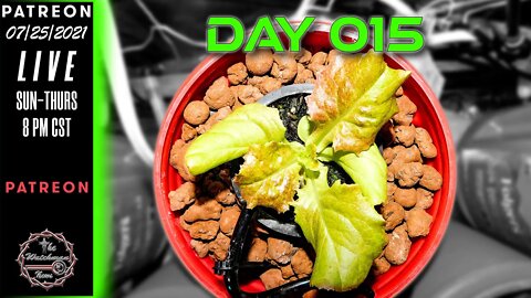 The Watchman News - Day 015 Daily VLOG - Apartment Size Indoor Economic Hybrid Hydroponic Gardening