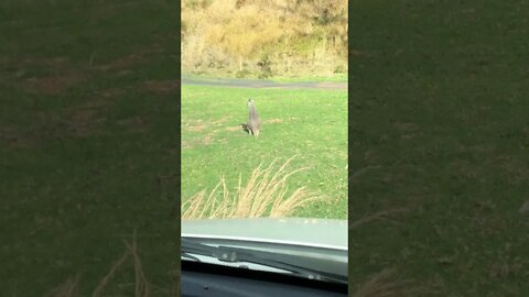 Wallabies by the road, hop in front of the car to safety