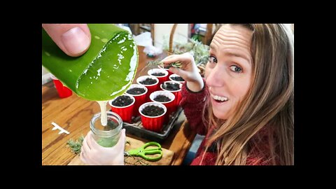 First Time TRYING THIS with Aloe Vera | DIY plant cloning & propagating