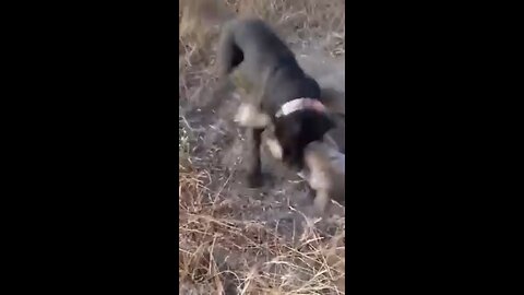 Dog's fight