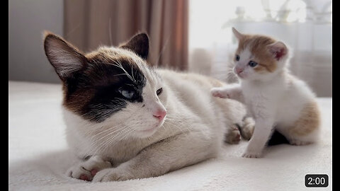 Dad Cat Ignores Tiny Kitten [Try not to Laugh]