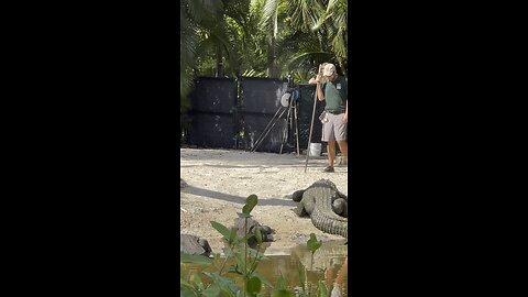 Watch Alligators during a Training Session with Zookeepers PT 2 #Alligator #Gator #NaplesZoo #4K
