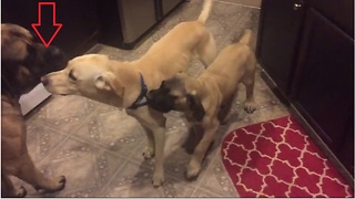 English Mastiff helps break up dog fight