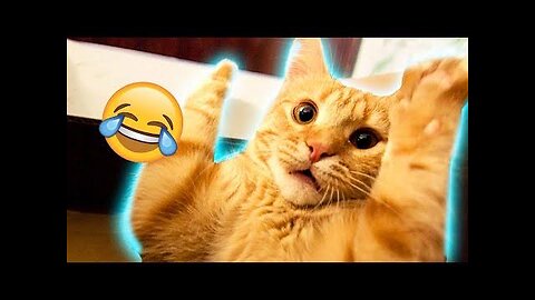 Cats are cute and funny don't miss this cuteness