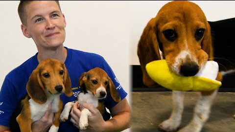 Warning- Puppies at play! (4,000 beagles)