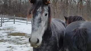 Funny horse wears gloves on his ears