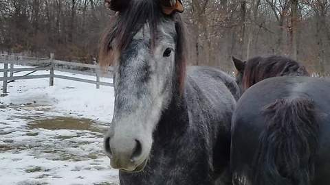 Funny horse wears gloves on his ears