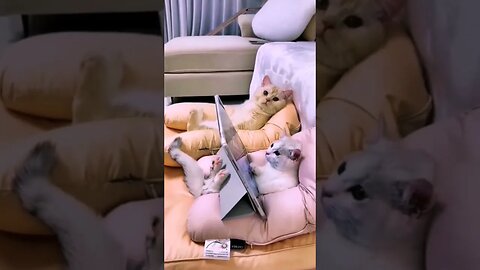 cats action #funniestvideo #cat #funnycute #cats#cutecat #worldcup2023 #catvid-19