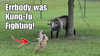 Errbody was KUNG-FU Fighting! Goat karate!